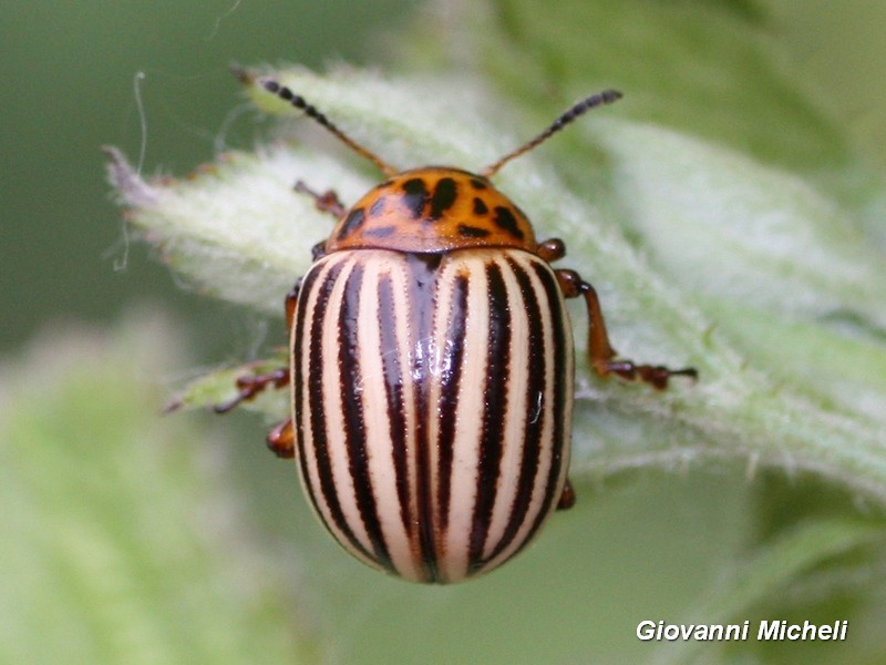 Chrysomelidae: Leptinotarsa decemlineata / 